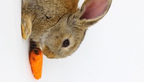 little fluffy cute brown rabbit with big ears eats a red carrot on a gray background in the studio, vertical video. Concept for the holiday of Easter. Easter bunny