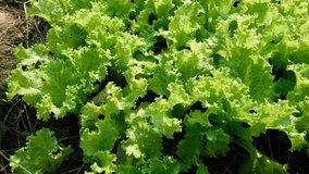 Fresh vegetable  organic in Agricultural plot , green leaves salad  ,outdoor areas  with slow motion the short clip