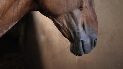 Brown horse in stable in slow motion
