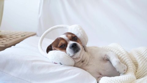 4k. Small cute chihuahua dog sleeping and lying in earmuffs in white bed. 