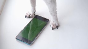 4k. small dog paw with phone
