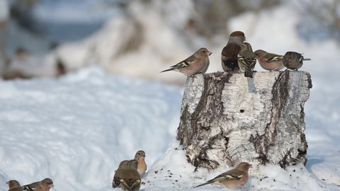There are many birds in the winter snow forest feeding on the feeder. Feed the birds in winter