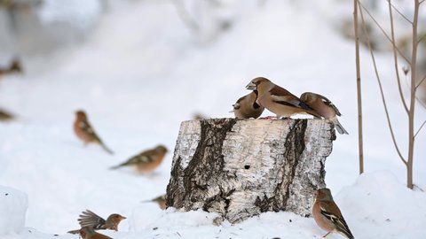 Many passerine songbirds in the winter snow forest, feeding on the feeder. Feed the birds in winter. Slow motion