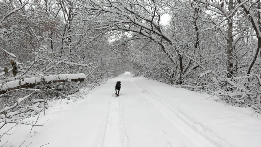 Doberman is running on a snowy road in a winter forest in a slow motion. Hunting purebred dog in a wood at cold weather. Walking playful domestic animal at frosty day. Concept of pets in the outdoors.