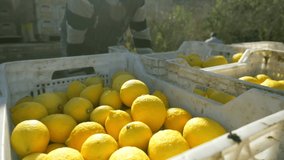 lemon harvest in a citrus orchard, Italy. authentic real video of fruit harvest, local fruit produce in Mediterranian. agriculture industry, farming, gardening, lemon production and transpportation.
