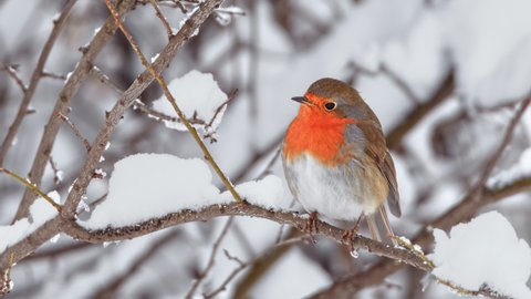 European Robin (Erithacus rubecula) perched on a tree branch in cold winter day.