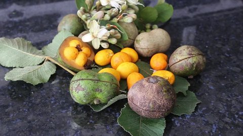 Pequi ou Piqui is the most traditional fruit from the central and warm region of Brazil. Video with black gloves opening the fruits showing leaves and flowers of this species 