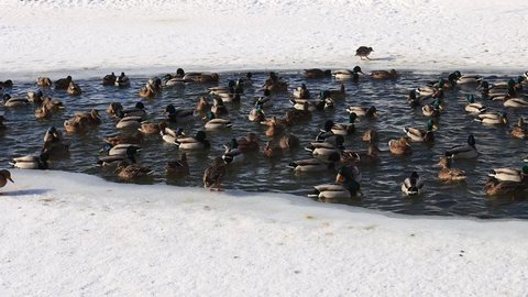 Mallard duck swim in water in winter.