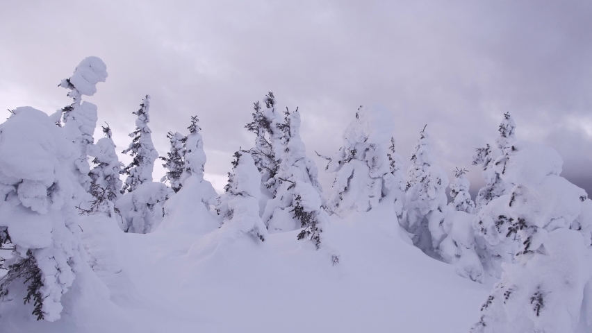 Row of fir trees in snowdrifts. Gray clouds pass over treetops. Winter forest is slightly stirred by weak wind. Branches were frozen, covered with frost.