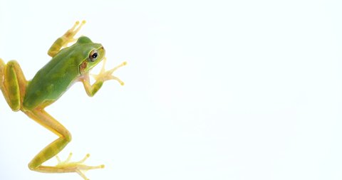 Taking video of a tree frog on a white background.