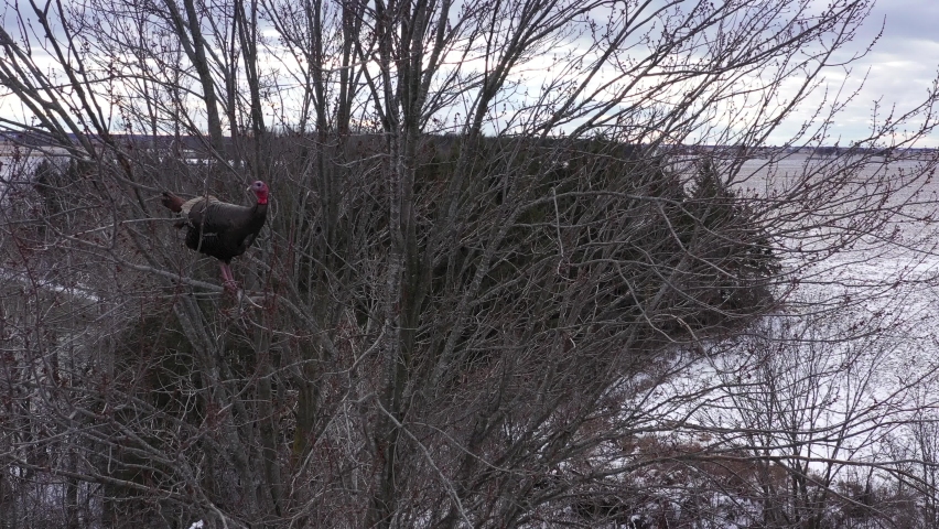 wild turkey perched in a tree winter closeup