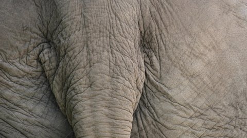 Close Up Of An Asian Elephant's Tail With Wrinkled Skin - macro