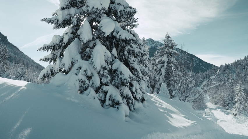 Parallax shot of pine trees covered by snow and revealing the sun on background