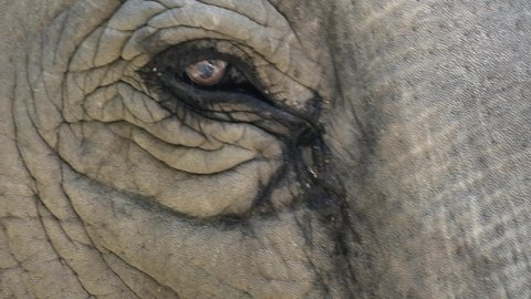 Eye Of An Asian Elephant.  close up