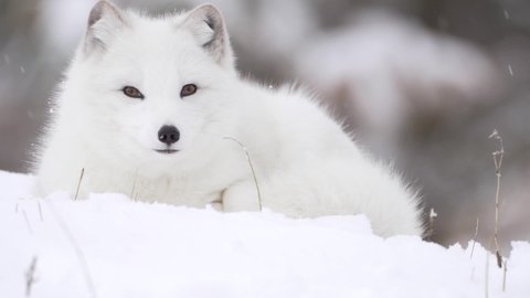 Arctic Fox with yellow eyes stares at the camera head on in a snowfall.