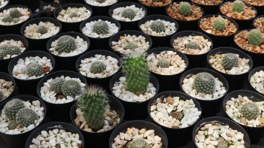 Handheld Shot Beautiful Cactus in 스톡 동영상 비디오(100% 로열티 프리) 1067832056 | Shutterstock
