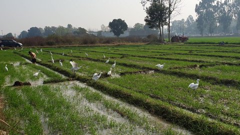 A flock of white birds around a ricefield on a misty backgound in 4K