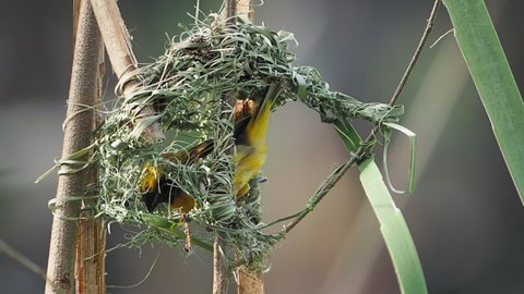Weaver bird (weaver finches) building nest