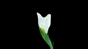 Time lapse of flowering white iris on a black background, beautiful white flower video 4k. Wedding backdrop, Valentine's Day.