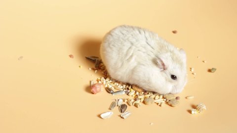 Little fluffy hamster eats food on brown background, front view