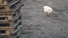 Long shot white hen pecks seeds from the ground. Slow motion 4K