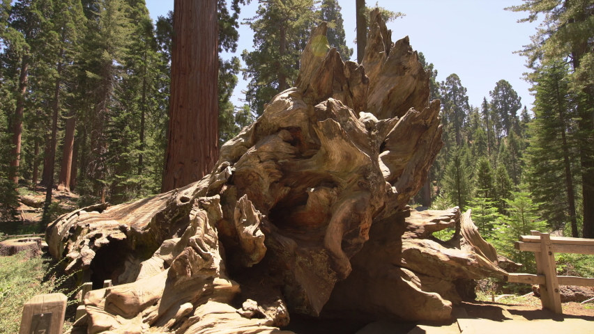 Sequoia Trees Fallen Log Tunnel In General Grant Grove Sequoia And Kings Canyon National Park
