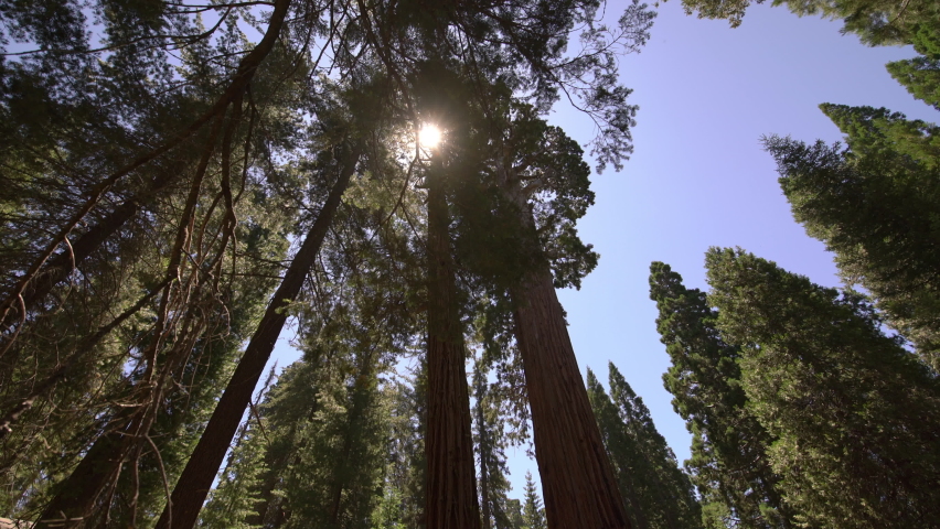 General Grant Tree In Sequoia And Kings Canyon National Park Sunlights