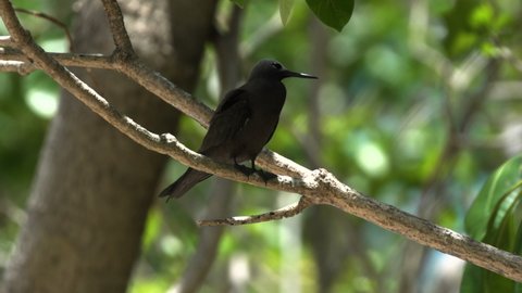 lesser noddy (Anous tenuirostris), also known as the sooty noddy. Sitting on a branch, in the reserve. Cousin island