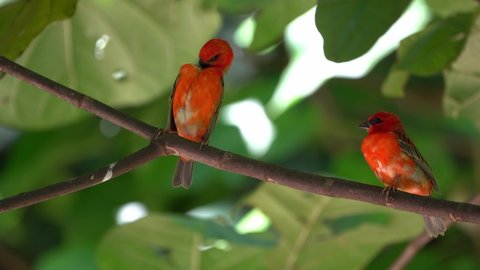 Madagasca Fody or Red Fody (Foudia madagascariensis) Seychelles
