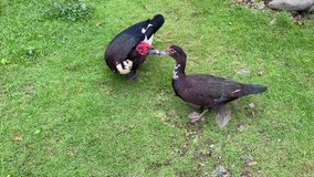 two black ducks walking freely