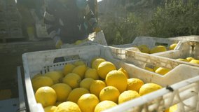 lemon harvest in a citrus orchard, Italy. authentic real video of fruit harvest, local fruit produce in Mediterranian. agriculture industry, farming, gardening, lemon production and transpportation.
