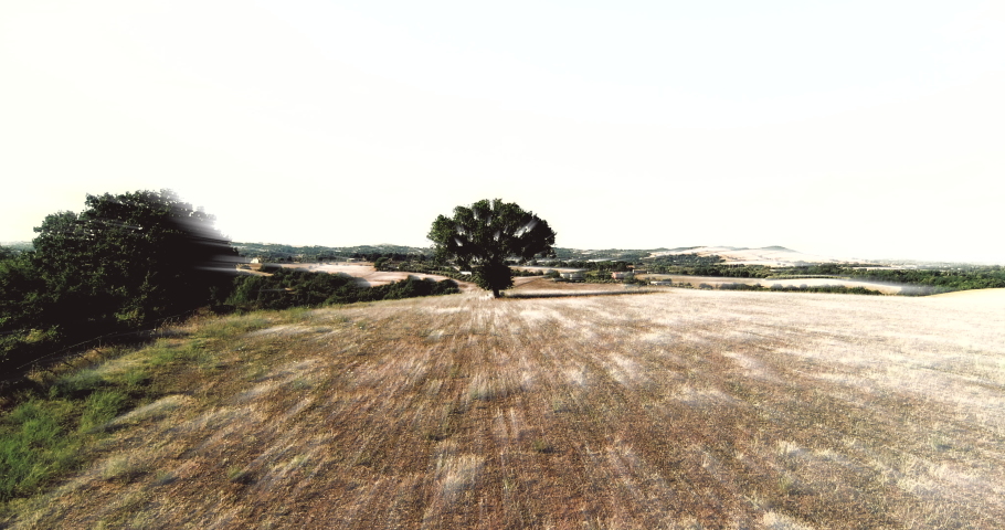 Flying forward with Drone to the Magic Tree in Veio