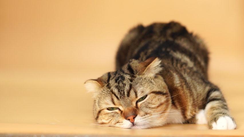 Bored cat. Футаж catnap.