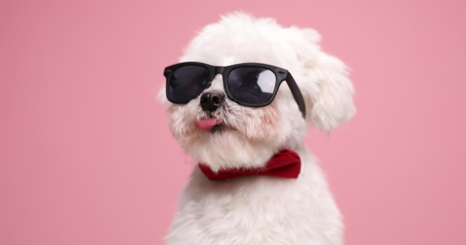 eager little cool puppy wearing red bowtie and sunglasses, sticking out tongue and licking nose, looking up and sitting on pink background in studio Royalty-Free Stock Footage #1067856782