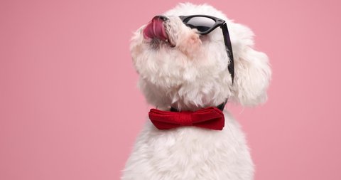 hungry small elegant bichon puppy wearing red bowtie, sunglasses, licking nose, looking up and posing on pink background in studio