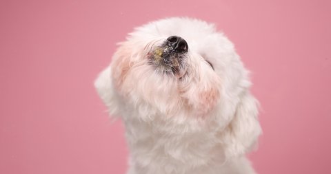 beautiful baby bichon dog licking plexiglass, looking to side on pink background and sitting in studio
