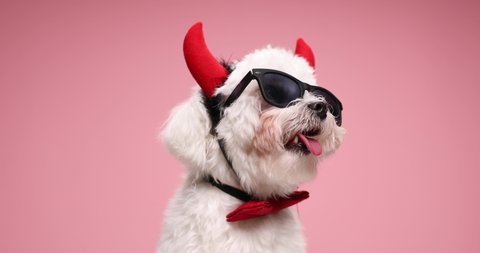 cute little bichon puppy sticking out tongue and panting, wearing red bowtie and devil horns, sitting on pink background in studio
