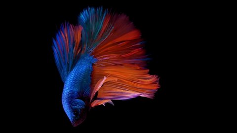 Vertical format screen display - The colorful Siamese Elephant Ear Fighting Fish Betta Splendens, also known as Thai Fighting Fish or betta, in super slow motion on isolated black background.
