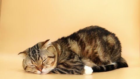 sleeping adorable Scottish fold cat find the most comfortable position. Video footage on Beige Background.