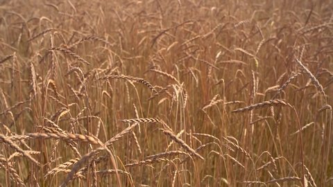Ears of spelt in a field in close-up just before harvest