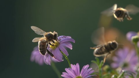 Close up of honey bees. Flying around purple flowers. Bees collecting nectar pollen on spring. Sunny day. slow-motion