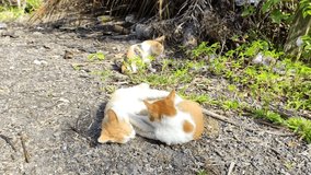 This video shows two cats playing near the bush. Another kitten is seen behind him.
