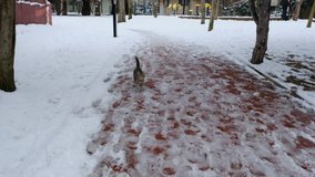 A cute and friendly tabby cat is running on snow at public park in slow motion