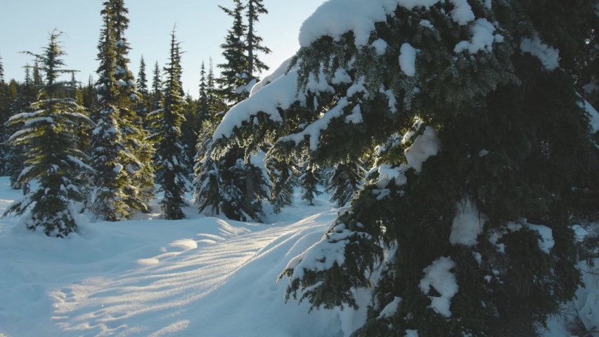 Beautiful Snow Covered Landscape in Canadian Mountain Nature during winter sunny morning. Taken in Garibaldi Meadows, near Whistler and Squamish, British Columbia, Canada. Royalty-Free Stock Footage #1067873294