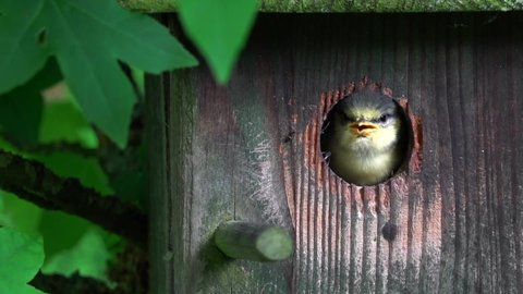 Herselt, Antwerp Belgium -feb 22 2021: Video of tit chicks in the nest who frequently call loudly on the tit parents for food. Full HD 25fps.
