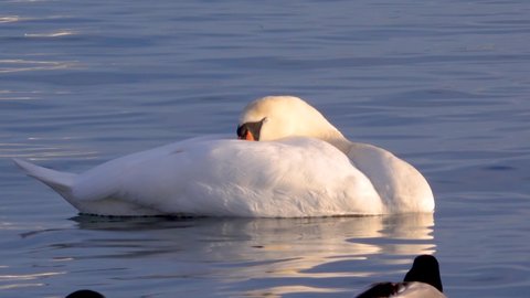 Birds of Europe. Mute swan (Cygnus olor), gulls and ducks - wintering waterfowl in the Black Sea.