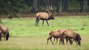 Bull Elk Video Clip During the Rut in 4k