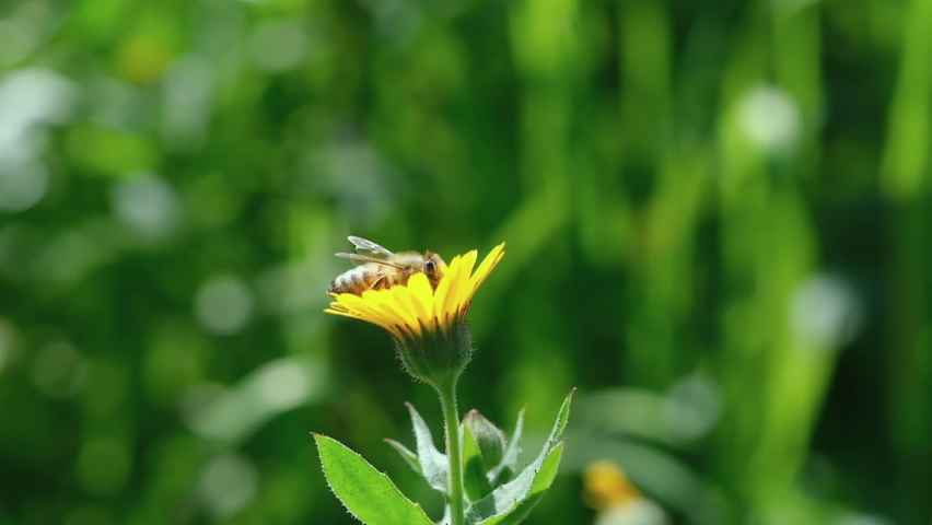 Honey bee view while fly and collect pollen from flower,animal insect wildlife | Shutterstock HD Video #1067886365