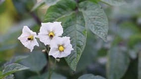 Blossoms of the potato plant moving gently in the wind. Selective focus on flowers with blurred background,