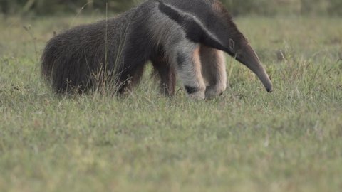 Brazilian ant eater walking and searching for food. (close shoot)